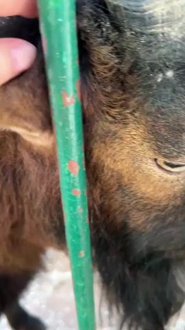A hand is seen petting the ear of a goat. The goat has black and brown fur and large horns. The goat is behind a green metal fence. The scene is outdoors, with a wooden structure visible in the background.