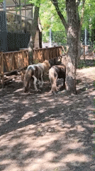 Up close with animals at a small zoo in Orenburg