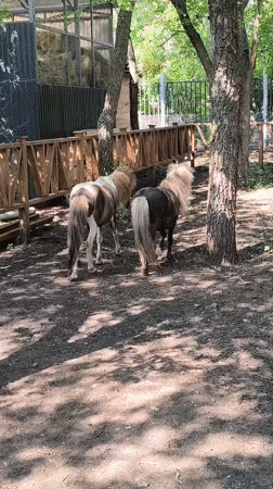 Up close with animals at a small zoo in Orenburg
