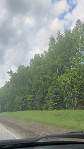 The video captures a view from inside a moving vehicle, looking out the front windshield towards the passenger side. The scene depicts a rural road trip through a forested area on an overcast day.

In the foreground, the lower edge of the car's dashboard and the base of the windshield wipers are visible. Beyond the car, a road stretches out, with a gray asphalt surface partially visible on the left and a dirt or gravel shoulder on the right. Lush green grass and undergrowth line the immediate roadside.

To the right of the road, a dense wall of trees dominates the landscape. A mix of deciduous trees, prominently featuring birch trees with their distinctive white bark, and darker conifers (likely spruce or fir) forms a thick forest. The trees appear healthy and full, indicating a temperate season like summer or late spring.

The sky above is mostly covered by soft gray clouds, though patches of blue sky are discernible, suggesting a break in the cloud cover. The overall lighting is bright, consistent with daytime.

The vehicle is in motion, evidenced by the static viewpoint from the car interior and the continuously passing landscape. The audio accompanying the video features energetic music with a strong beat and male vocals, suggesting the car's occupants are listening to it during their drive. No other sounds or conversations are audible.

The setting aligns with the provided context of Verkhnyaya Talitsa, Russia, showcasing a typical forested Russian landscape. There is no visible text in the video.