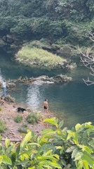 Tourist captures Pokhara waterfall scenery and street dog