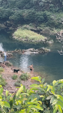 Tourist captures Pokhara waterfall scenery and street dog