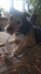 Scruffy terrier spotted resting and licking on Moscow bed