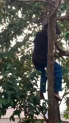A person is climbing a tree. They are wearing a black shirt and blue pants. The tree is leafy.