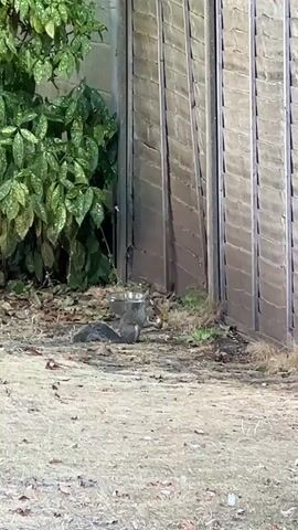 A squirrel is shown in a yard. The squirrel is near a metal bowl, and there are leaves and dirt on the ground. A wooden fence is in the background, and there is green foliage on the left side of the frame. The squirrel appears to be eating something from the bowl.