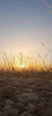Sunset captured in Be'er-Sheva field, woman among witnesses