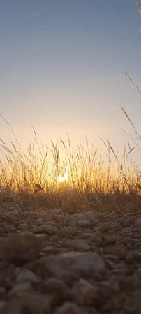 Sunset captured in Be'er-Sheva field, woman among witnesses
