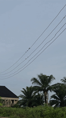 Birds gather on power lines near church billboard