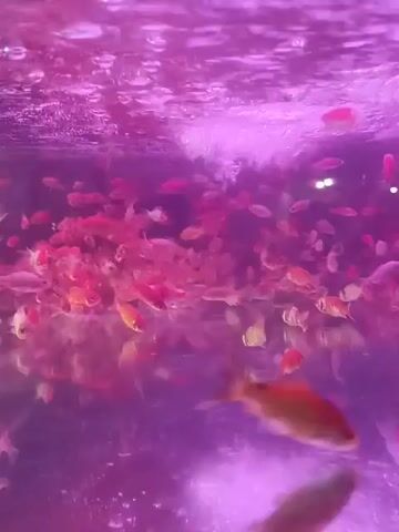 A school of small, brightly colored fish swim in a tank illuminated by purple light. Bubbles rise from the bottom of the tank, creating ripples on the surface. One larger, golden fish swims in the foreground.