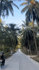 Vehicle travels palm-lined road in rural Thailand