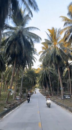 Vehicle travels palm-lined road in rural Thailand
