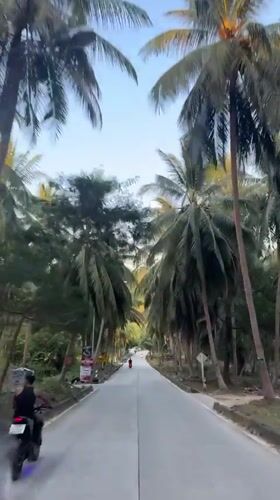 Vehicle travels palm-lined road in rural Thailand
