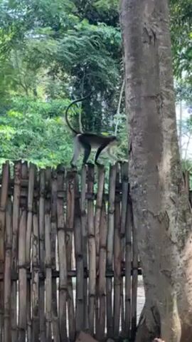 A monkey walks along a wooden fence that separates a tree and forest from the rest of the scene. The monkey is dark gray with white limbs. The fence is comprised of wooden slats. The tree is tall and has a gray trunk. The forest is lush and green.