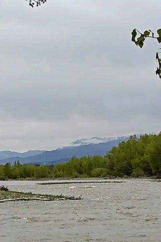 The video shows a wide river flowing rapidly, with lush green trees lining its banks. In the background, mountains are visible, their peaks partially obscured by clouds. The sky is overcast, giving the scene a somewhat muted, greyish tone. A branch with green leaves hangs in the foreground, slightly obscuring the view. The water appears choppy with small waves.  There are no people or animals visible.