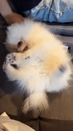 White Pomeranian lounging belly-up on a couch
