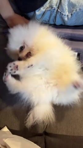 A fluffy white Pomeranian puppy is lying on its back on a surface that appears to be a couch or bed. The puppy's legs are in the air, and its belly is exposed. The puppy's eyes are open, and it looks to be either playing or relaxed. A person's legs, wearing blue denim shorts, are visible in the background, suggesting the puppy is with its owner. The lighting is warm and appears to be indoors. The camera is positioned above the puppy, looking down.