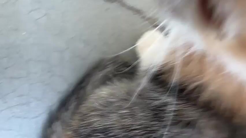 A close-up, high-angle shot shows a calico kitten lying down on a textured, light gray surface. The kitten's head is tilted upwards, and its eyes are open and looking towards the camera. Its fur is a mix of white, orange, and black. The kitten is grooming itself, licking its front paw. The background is out of focus, but appears to be a concrete surface with some cracks. The video is short, lasting only a few seconds, and the camera movement is slightly shaky.