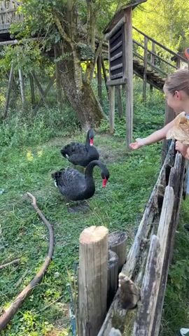 Two black swans with red beaks are on a grassy area near a wooden fence. A person's hand is visible on the right side of the frame, reaching towards the swans. One swan is bending its neck down to eat from the ground, while the other is standing upright. In the background, there are trees, some vegetation, and a wooden structure with stairs. The lighting suggests it is daytime.