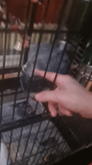 Bratislava parrot delights diners with interactions at local venue