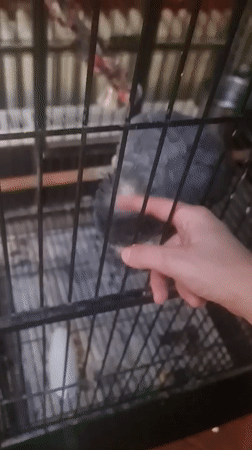 Bratislava parrot delights diners with interactions at local venue