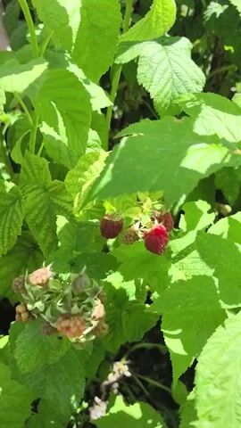 A hand is shown reaching out to a cluster of red raspberries growing on a green bush. The hand gently picks a few of the ripe berries. The background consists of lush green leaves and sunlight filtering through them.