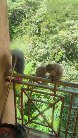 The scene shows two small monkeys sitting on a green balcony railing. Behind them is a dense green forest with trees and various plants. To the left, a mop leans against a wall next to the railing. The monkeys appear to be grooming each other or interacting closely. The balcony overlooks the forest, suggesting a location close to nature.