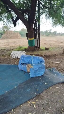 Here is a concise description of the scene:

The video depicts a rural setting, likely a field or farm. In the foreground, there's a bundle wrapped in a torn blue tarp, sitting on a larger blue sheet. A tree stands prominently in the frame, its trunk wrapped with green and yellow fabric. Behind the tree is a field with stacks of hay visible in the distance. The sky appears overcast.