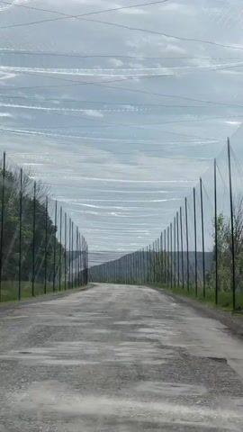 The video shows a car's perspective driving down a rough, gravel road. The road is lined on both sides with tall, black poles supporting a continuous net-like structure overhead, creating a sort of tunnel. Green trees and grass border the netting on either side. In the distance, the road leads to a hill. The sky above is a pale blue with some clouds. The car's dashboard is visible at the bottom of the frame.