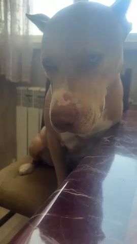 A light-colored pit bull dog with blue eyes and white markings on its face sits on a chair at a table. The dog is looking directly at the camera. The table has a dark, reflective surface with a marble-like pattern. In the background, a radiator and a window with sheer curtains are visible. The lighting is soft, suggesting an indoor environment.