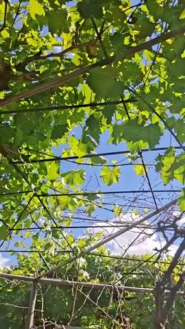 This is a low-angle, outdoor shot looking up through a trellis covered in grapevines. The sky is a vibrant blue with a few wispy white clouds. Sunlight filters through the lush green grape leaves, creating a dappled light effect. The trellises are constructed from thin wooden poles and wires, supporting the climbing vines. In the foreground and mid-ground, the dense foliage of the grapevines dominates the frame, with some bare, tangled branches visible among the leaves. The scene appears to be set in a rural or garden environment, likely during the daytime given the bright sunlight. There is no text visible in the media file. The overall impression is one of natural beauty and a peaceful, sunny day.