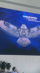 Blakiston's fish owl images displayed on wall screen in Khimki