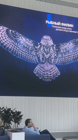 Blakiston's fish owl images displayed on wall screen in Khimki