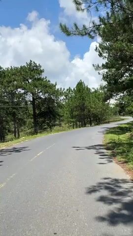 A paved road winds through a forest of tall pine trees on a sunny day. The sky is blue with fluffy white clouds. The road has yellow lane markings. The camera is moving forward, likely from a vehicle or someone walking or cycling. The trees cast shadows on the road.