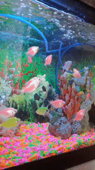 Colorful fish observed in Valencia aquarium