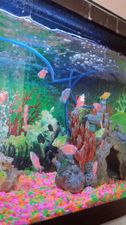 Colorful fish observed in Valencia aquarium