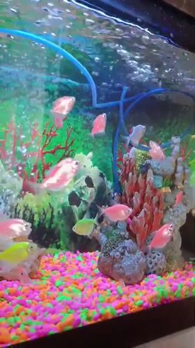 Colorful fish observed in Valencia aquarium