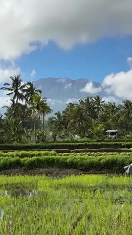 The video shows a wide shot of a lush green landscape with terraced rice paddies in the foreground and a backdrop of palm trees and a distant mountain. The sky is blue with fluffy white clouds. The rice paddies are vibrant green, with some areas appearing submerged in water. Behind the rice paddies, a dense cluster of palm trees stands tall, with their fronds gently swaying. A small, simple structure, possibly a hut or shed, is visible amongst the trees. The mountain in the distance is hazy and appears to have a crater or summit feature, possibly dusted with snow or ash. The overall scene is one of natural beauty and tranquility. There are no people or animals visible in the video. The camera appears to be stationary.
