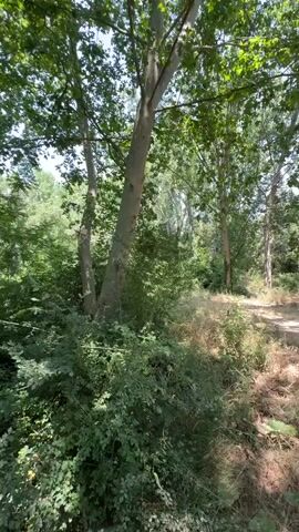 The video shows a first-person perspective moving through a wooded area with a dirt path. The path appears to be well-trodden. Lush green foliage and trees are abundant. Sunlight filters through the canopy, creating dappled light on the ground. The environment seems natural and somewhat overgrown in places. There are no people or animals visible in the footage. The terrain appears slightly uneven in sections.
