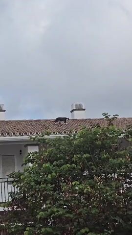 A black animal, possibly a cat, walks across a tiled roof. Two white chimneys are visible on the roof. In the foreground, a dense green bush obscures the lower part of the scene. The sky is overcast with gray clouds.
