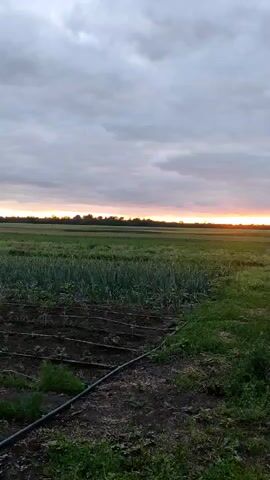 A wide shot of a rural field at dusk. The sky is filled with clouds, and the sun is setting on the horizon, casting an orange glow. The field is divided into sections, with rows of green plants visible in the foreground and midground. Drip irrigation lines are laid out in one section. A dirt path runs through the right side of the field, leading towards the horizon. A solitary tree stands on the right edge of the frame.