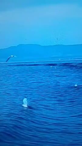 The video opens with a wide shot of a body of water with several seagulls flying and swimming. A distant landmass is visible in the background. The camera then transitions to a close-up shot of a branch with water droplets on it, against a blurred green background. A small bird, with yellow and blue coloring, lands on the branch.