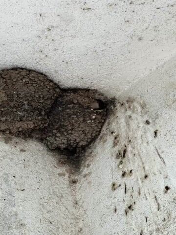 A close-up shot of a bird's nest on a textured white wall. The nest is brown and appears to be made of mud and straw. A small bird's head is visible at the opening of the nest. There are dark streaks and splotches on the wall below and to the right of the nest, likely bird droppings. The camera remains static throughout the video.