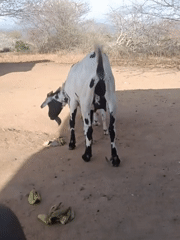 Livestock and dry-season life in rural Mutitu/Kaliku, Kenya