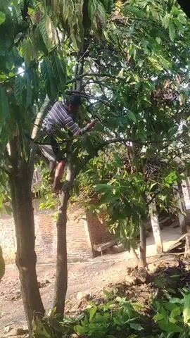 A person is climbing a tree in a rural setting. The person is wearing a striped shirt and shorts. The tree has large green leaves. In the background, there is a brick building and more trees. The ground is dirt and covered with some vegetation. The lighting suggests it is daytime.