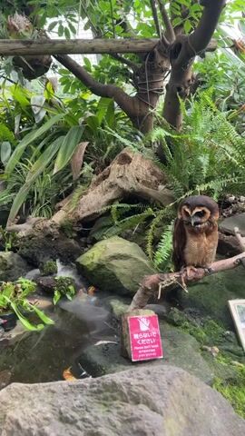 An owl is perched on a branch in a lush green environment with rocks, plants, and a small waterfall. A sign in Japanese and English that reads "Please don't touch" is visible on a rock near the owl.