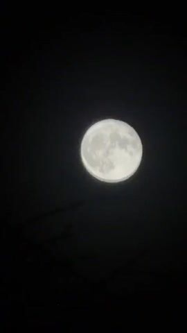 The video shows a bright full moon against a dark sky. The moon is round and clearly visible, with surface details like craters and dark areas. In the lower part of the frame, dark branches of a tree or shrub are slightly visible. The camera seems to be handheld, as there is some subtle movement. The overall scene is dark, emphasizing the brightness of the moon.