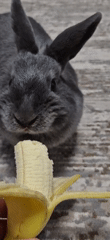 Gray rabbit eating banana, chilling on carpet