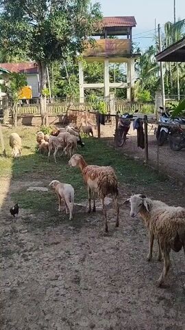 A flock of sheep and a single chicken are in an outdoor enclosure. A tall tower structure is visible in the background. Several motorcycles are parked behind a fence. The ground is dirt and grass. The sky is partly cloudy.
