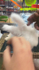 Pet rabbits dressed in clothing observed in Villa El Salvador