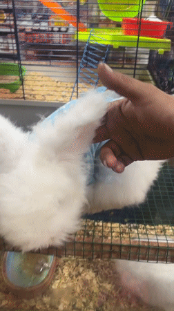 Pet rabbits dressed in clothing observed in Villa El Salvador